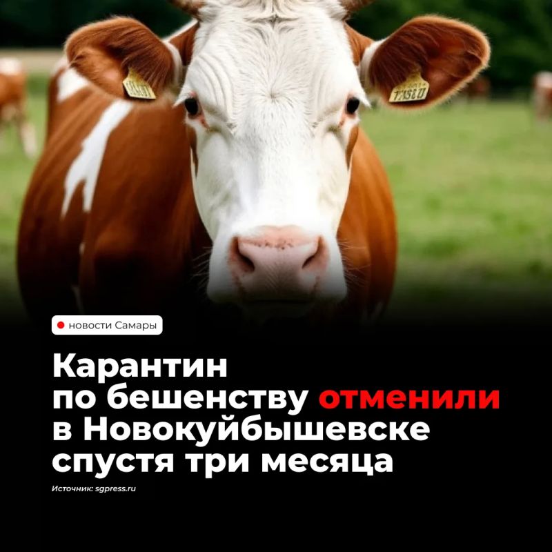 В Новокуйбышевске с 22 октября сняли карантин по бешенству животных, действовавший около трёх месяцев