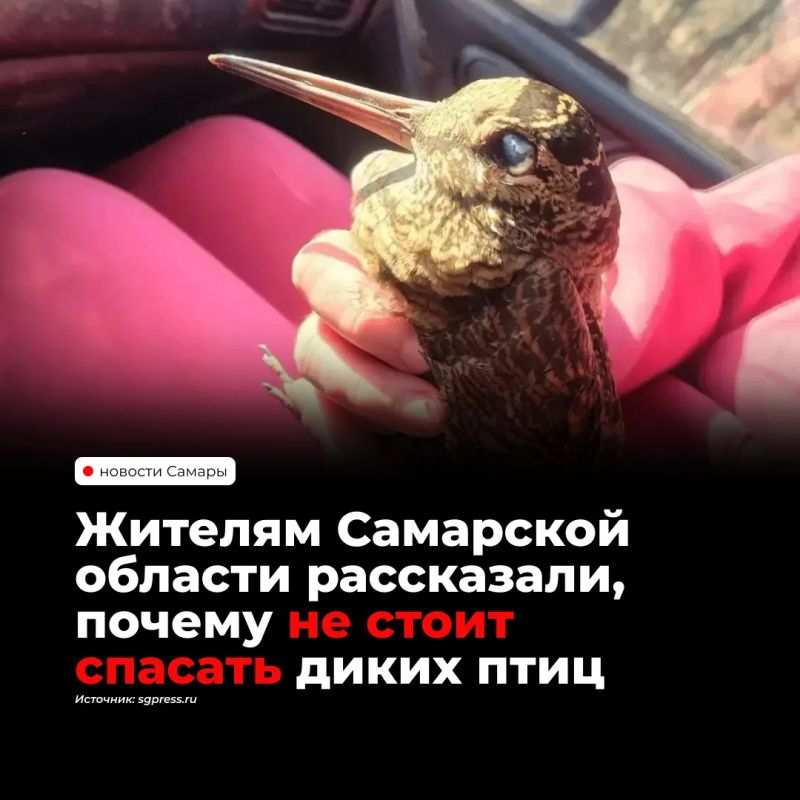 Жителям Самарской области напомнили, что отлавливать уставших перелётных птиц ради их спасения незаконно