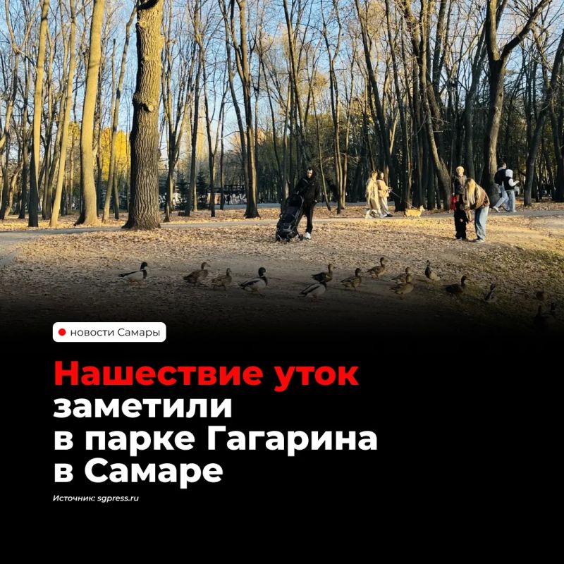 Десятки уток поселились в пруду парка Гагарина в Самаре