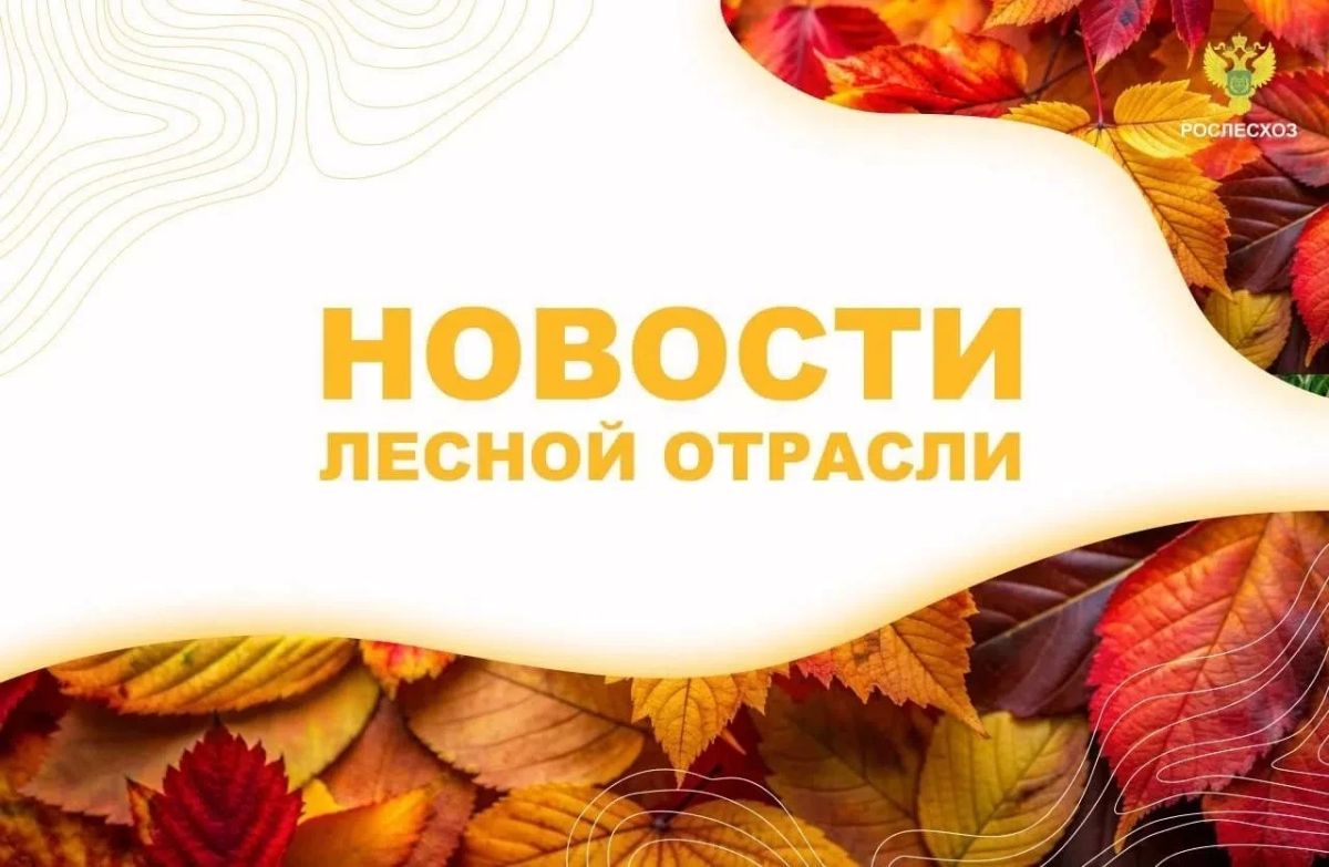AK&M: Рослесхоз: в 2025 году 75% закупок ведомства проведены у субъектов малого предпринимательства