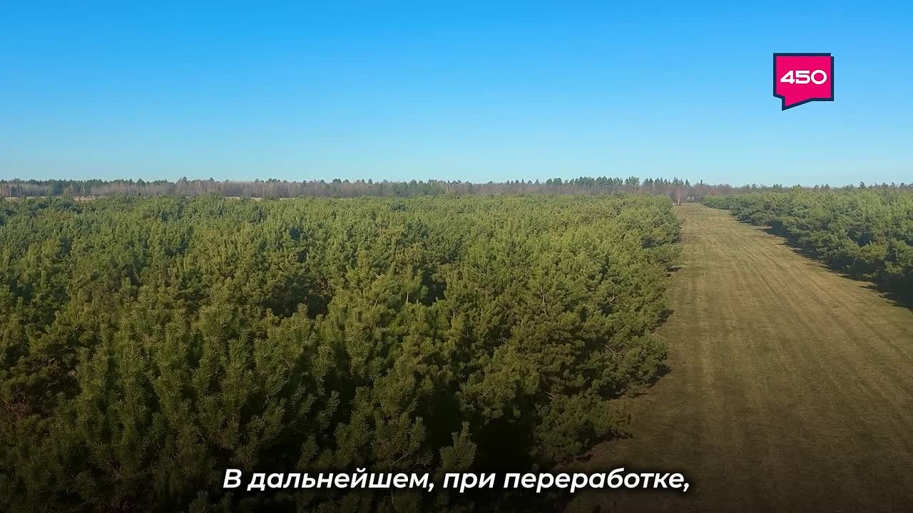 Заготовкой семян сосны с первыми холодами занялись самарские лесники